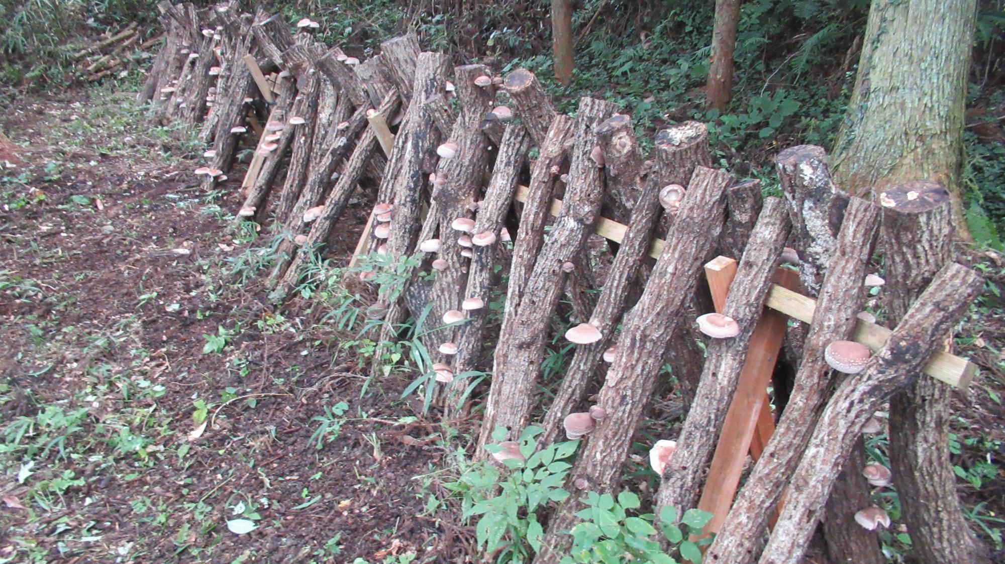 椎茸に関する授業 椎茸の写真