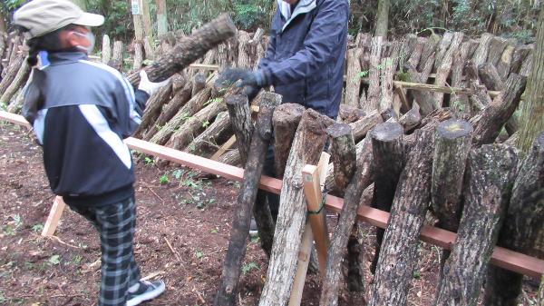 椎茸に関する授業 ほだ場に立てかける