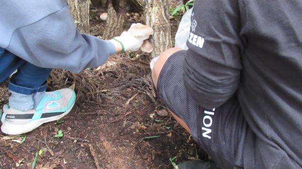 椎茸に関する授業 お待ちかねの椎茸の収穫