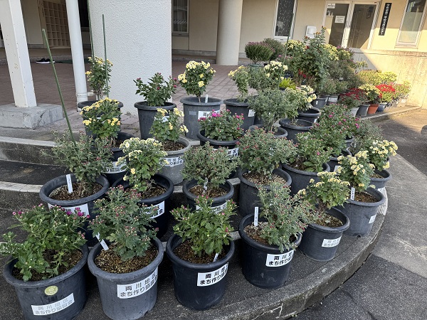 菊花展 児童の育てた菊（手前）