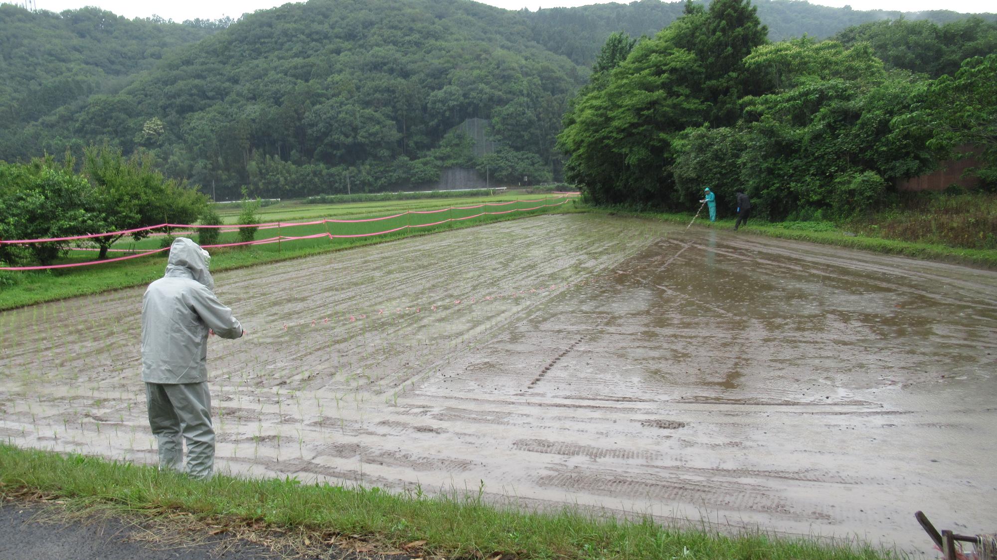 北部小田植え03