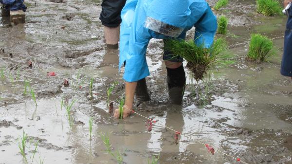 北部小田植え05