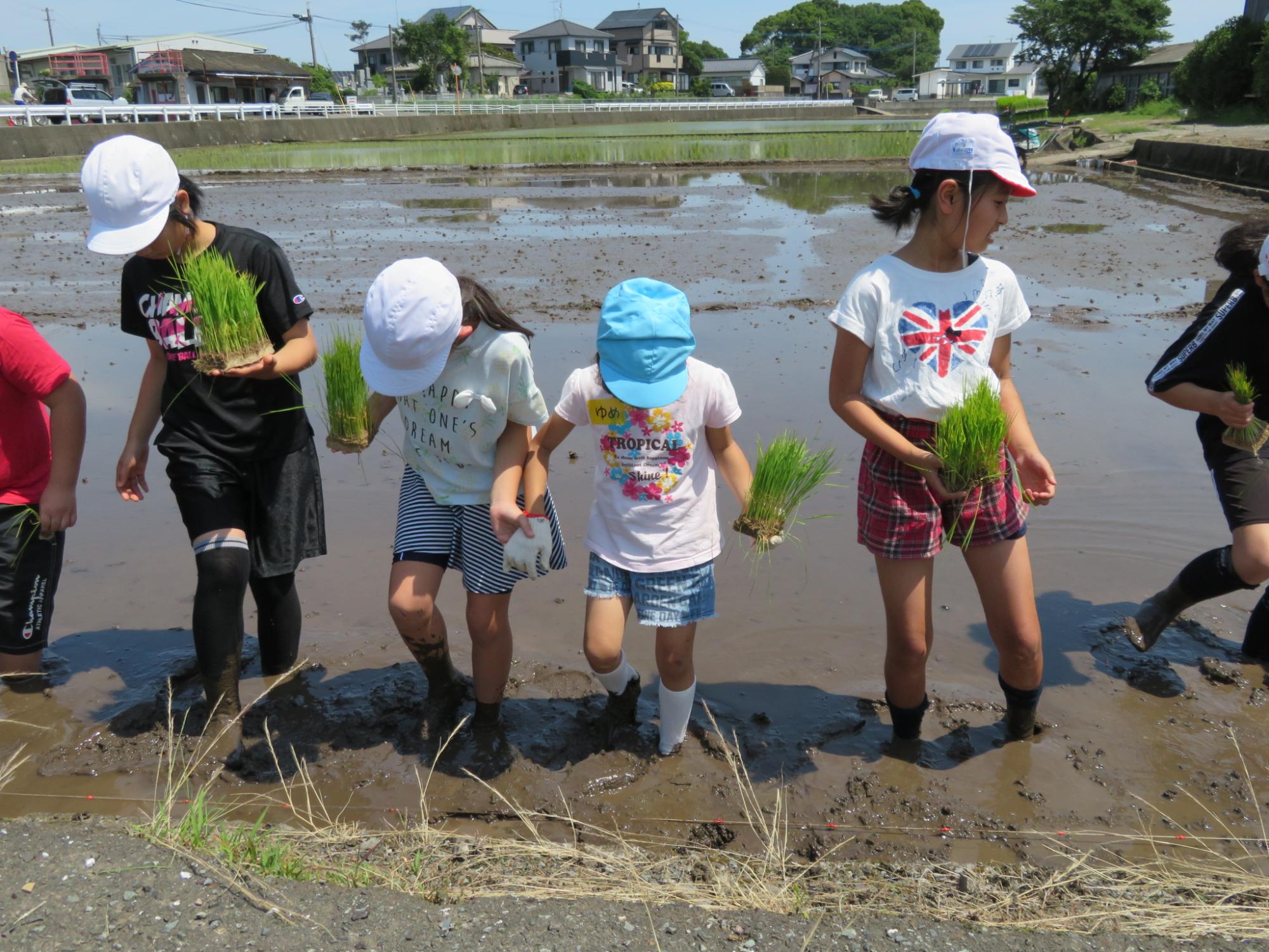 田植え1