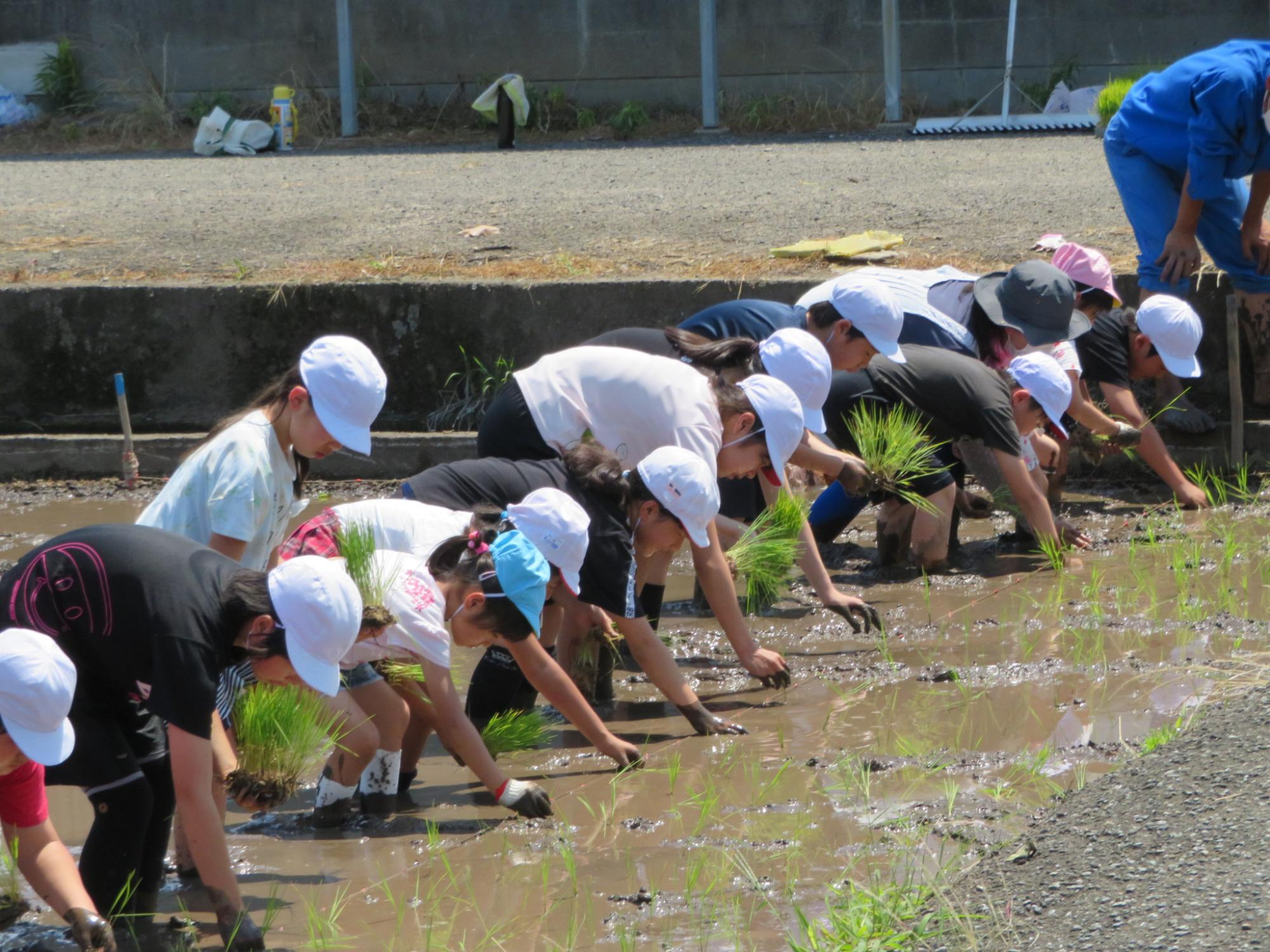 田植え5